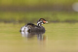 Image. Australasian Grebe