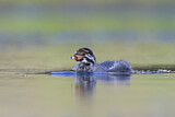 Image. Australasian Grebe