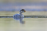 Image. Australasian Grebe