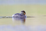 Image. Australasian Grebe