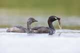 Image. Australasian Grebe