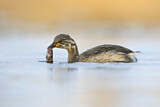 Image. Australasian Grebe