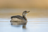 Image. Australasian Grebe
