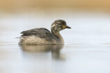 Image. Australasian Grebe