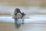 Image. Australasian Grebe