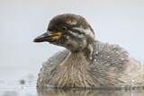 Image. Australasian Grebe