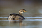 Image. Australasian Grebe