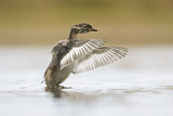 Image. Australasian Grebe