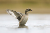 Image. Australasian Grebe