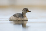 Image. Australasian Grebe