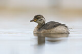 Image. Australasian Grebe