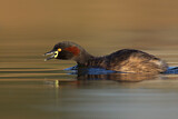Image. Australasian Grebe