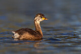 Image. Australasian Grebe
