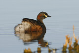 Image. Australasian Grebe
