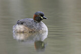 Image. Australasian Grebe