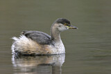 Image. Australasian Grebe