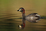 Image. Australasian Grebe