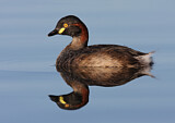 Image. Australasian Grebe