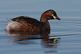 Image. Australasian Grebe
