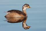 Image. Australasian Grebe