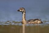 Image. Australasian Grebe
