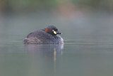 Image. Australasian Grebe