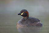 Image. Australasian Grebe