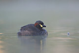 Image. Australasian Grebe