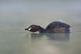 Image. Australasian Grebe