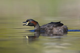 Image. Australasian Grebe