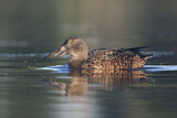 Image. Australasian Shoveler