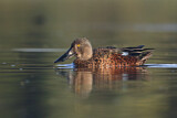 Image. Australasian Shoveler