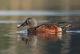 Image. Australasian Shoveler