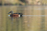 Image. Australasian Shoveler