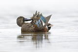Image. Australasian Shoveler