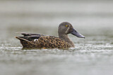 Image. Australasian Shoveler