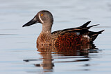 Image. Australasian Shoveler