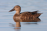 Image. Australasian Shoveler