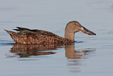 Image. Australasian Shoveler