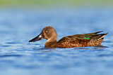 Image. Australasian Shoveler