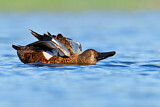 Image. Australasian Shoveler