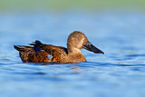 Image. Australasian Shoveler