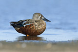 Image. Australasian Shoveler
