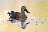 Image. Australasian Shoveler