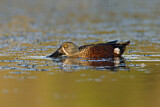 Image. Australasian Shoveler
