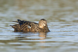 Image. Australasian Shoveler