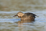 Image. Australasian Shoveler