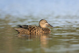 Image. Australasian Shoveler