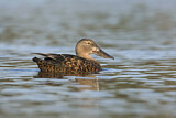 Image. Australasian Shoveler