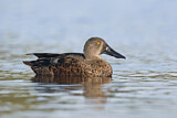 Image. Australasian Shoveler